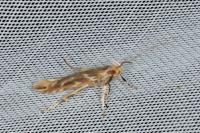 Pyroderces argyrogrammos