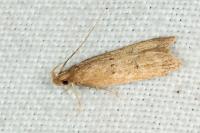 Helcystogramma lutatella