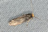 Cephimallota crassiflavella