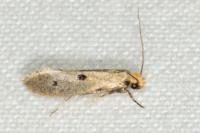 Tinea trinotella
