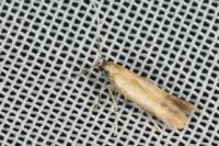 Coptotriche marginea