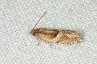 Ancylis comptana