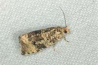 Celypha lacunana