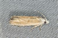 Eucosma albidulana