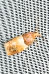 Epinotia festivana