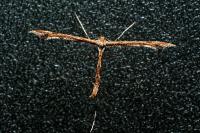 Amblyptilia