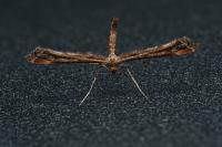 Amblyptilia