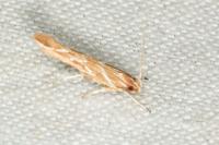 Pyroderces argyrogrammos