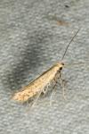 Aspilapteryx limosella