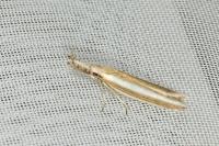 Pleurota aristella