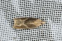 Ancylis comptana