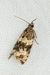 Celypha cespitana