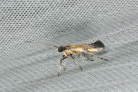 Euspilapteryx auroguttella
