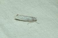 Yponomeuta evonymella