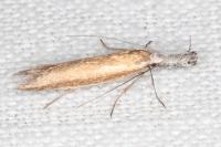 Pleurota