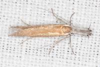 Pleurota