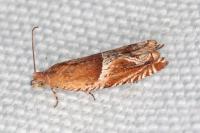 Ancylis comptana