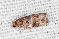 Lobesia botrana