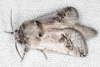 Parahypopta caestrum