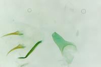 Stenoptilia zophodactyla