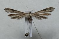 Stenoptilia zophodactyla