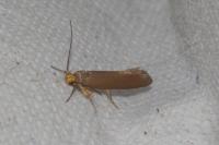 Crassa unitella