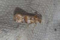 Lobesia botrana