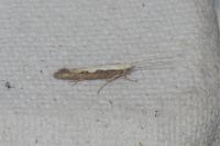 Plutella xylostella