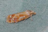 Rhyacionia buoliana