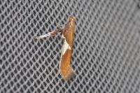 Caloptilia stigmatella