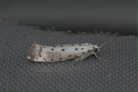 Yponomeuta