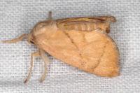Apoda limacodes