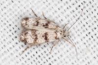 Aprominta cryptogamarum