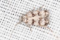 Aprominta cryptogamarum