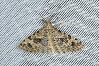 Alucita hexadactyla