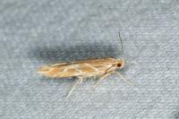 Pyroderces argyrogrammos