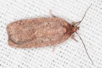 Agonopterix scopariella