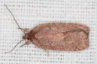 Agonopterix scopariella