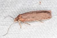 Agonopterix scopariella