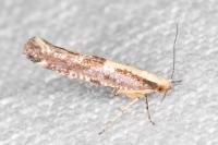 Argyresthia conjugella