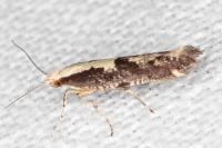 Argyresthia conjugella