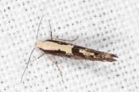 Argyresthia conjugella