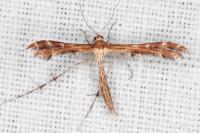 Oxyptilus laetus