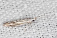 Coleophora pulchripennella