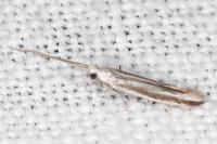 Coleophora pulchripennella