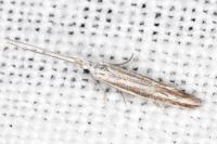 Coleophora pulchripennella
