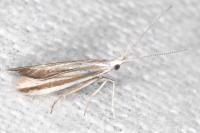 Coleophora pulchripennella