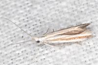 Coleophora pulchripennella