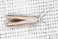 Coleophora pulchripennella