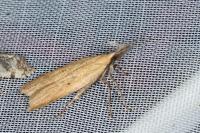 Dichomeris limosella